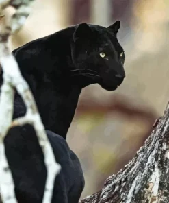 Black Panther Animal Diamond Painting