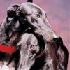 Black Whippet Puppies Diamond Painting