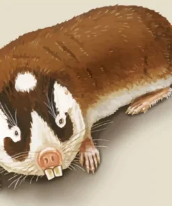 Blesmol Rodent Diamond Painting