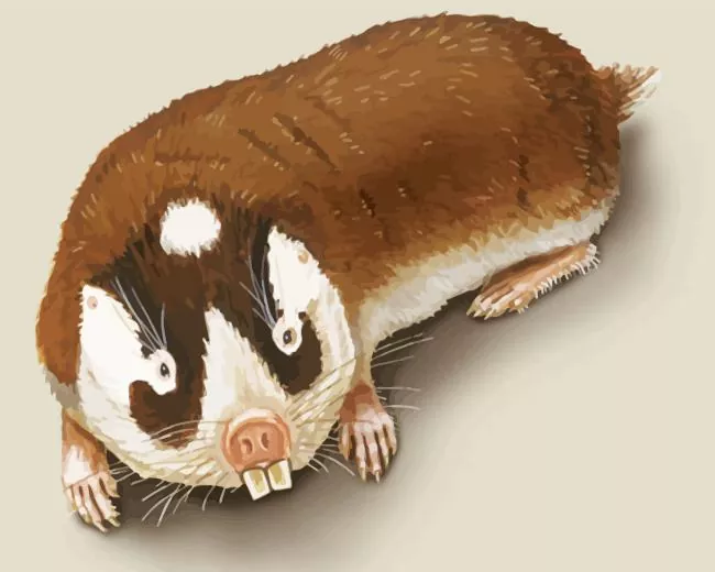 blesmol rodent Diamond By Numbers Blesmol Rodent Diamond Painting