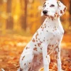 Blond Dalmatian Diamond Painting