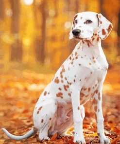 Blond Dalmatian Diamond Painting