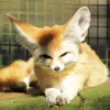 Blond Fox Animal Diamond Painting