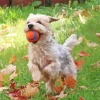 Blond Morkie Playing With Ball Diamond Painting