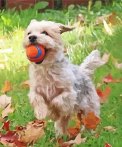 Blond Morkie Playing With Ball Diamond Painting