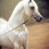 Blonde Arabian Horse Diamond Painting