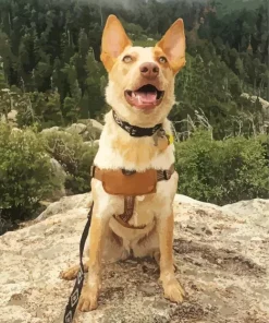 Blonde Australian Cattle Dog Diamond Painting