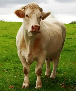 Blonde Cow Diamond Painting