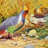 Blood Pheasant Bird Art Diamond Painting