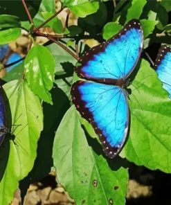 Blue And Black Butterflies Diamond Painting