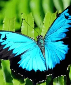 Blue And Black Butterfly Diamond Painting