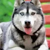 Blue And Brown Eye Husky Diamond Painting