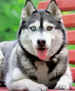Blue And Brown Eye Husky Diamond Painting