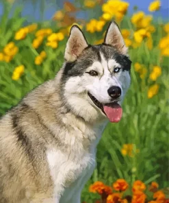 Blue And Brown Eye Husky Dog Diamond Painting