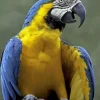 Blue And Yellow Macaw Diamond Painting