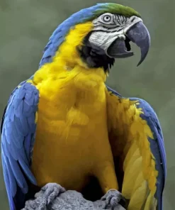 Blue And Yellow Macaw Diamond Painting