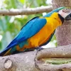 Blue And Gold Macaw Bird Diamond Painting