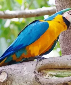 Blue And Gold Macaw Bird Diamond Painting