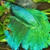 Blue And Green Betta Fish Diamond Painting