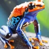 Blue And Orange Frog Diamond Painting