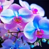 Blue And Pink Orchid Diamond Painting