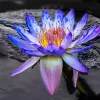 Blue And Purple Lotus Flower Diamond Painting