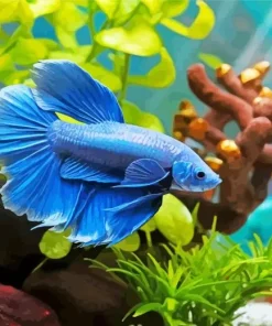Blue Betta Fish Diamond Painting