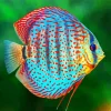 Blue Discus Fish Diamond Painting