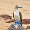 Blue Footed Booby Diamond Painting