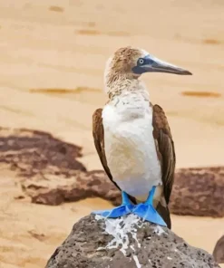Blue Footed Booby Diamond Painting