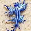 Blue Glaucus Nudibranch Diamond Painting