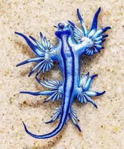 Blue Glaucus Nudibranch Diamond Painting