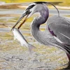 Blue Heron Eating Diamond Painting