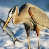 Blue Heron Eating Fish Diamond Painting