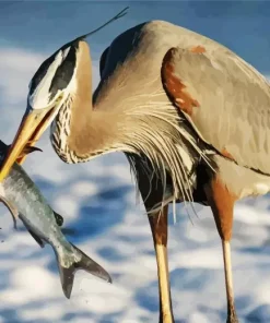 Blue Heron Eating Fish Diamond Painting