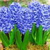 Blue Hyacinth Flowers Diamond Painting