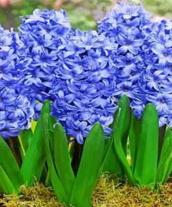 Blue Hyacinth Flowers Diamond Painting