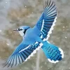 Blue Jay Bird Flying Diamond Painting