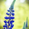 Blue Lupine Flower Diamond Painting