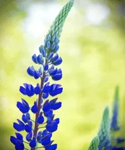 Blue Lupine Flower Diamond Painting