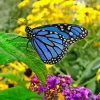 Blue Monarch Butterfly Diamond Painting