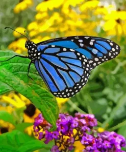 Blue Monarch Butterfly Diamond Painting