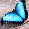 Blue Morpho Butterfly Diamond Painting