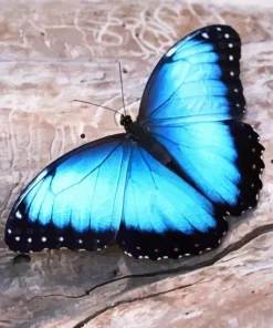 Blue Morpho Butterfly Diamond Painting