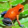 Blue Orange Frog Diamond Painting