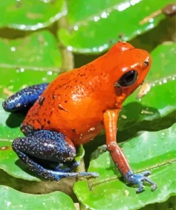 Blue Orange Frog Diamond Painting