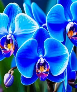 Blue Orchid Diamond Painting