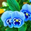 Blue Pansy Flowers Diamond Painting