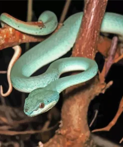 Blue Pit Viper Diamond Painting