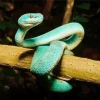 Blue Pit Viper Snake Diamond Painting